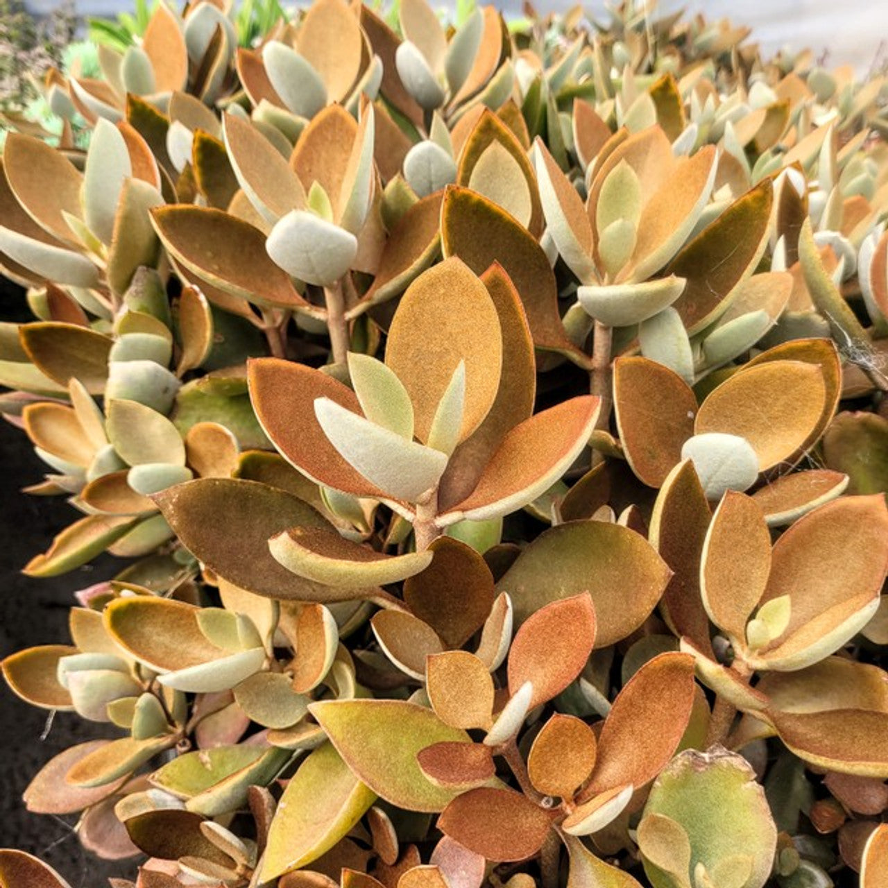 Kalanchoe Copper Spoons Orgyalis