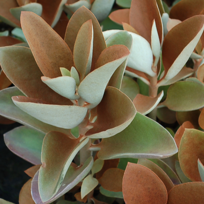 Kalanchoe Copper Spoons Orgyalis