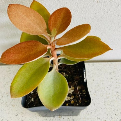copper succulent plant Kalanchoe Copper Spoons – Velvet Bronze Succulent – Succulents World