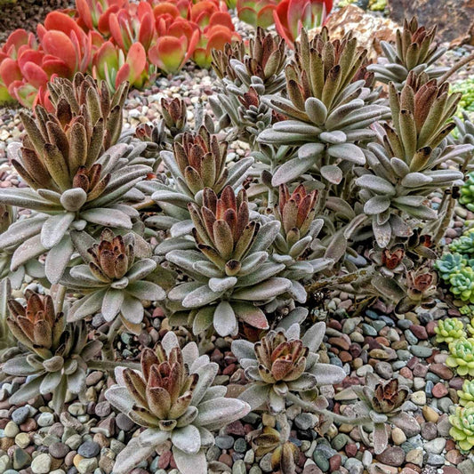 Kalanchoe Tomentosa Chocolate