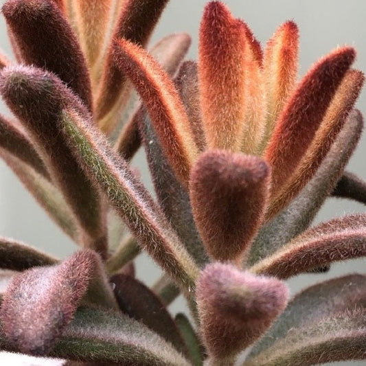 Kalanchoe Tomentosa Dorothy Brown