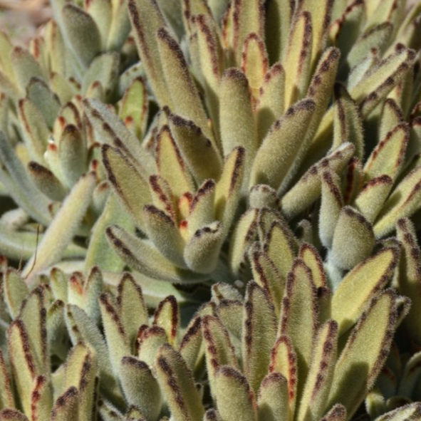 Kalanchoe Tomentosa Golden Girl