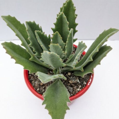 Kalanchoe