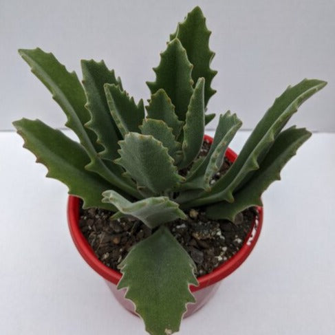 Kalanchoe