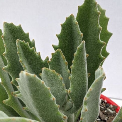 Kalanchoe