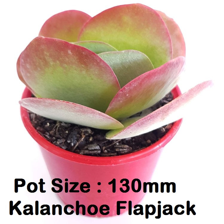 Kalanchoe Buster Pack