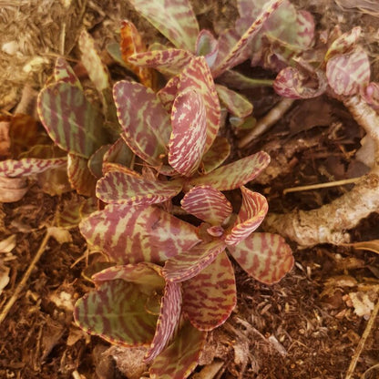 Kalanchoe Humilis