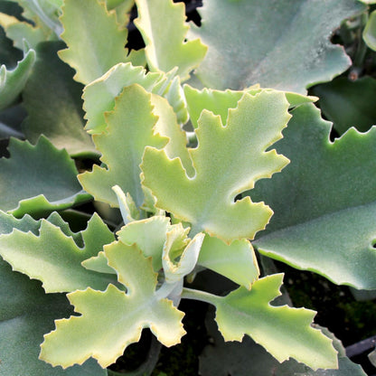 Kalanchoe 'Oak Leaf' (Dwarf Velvet Plant)