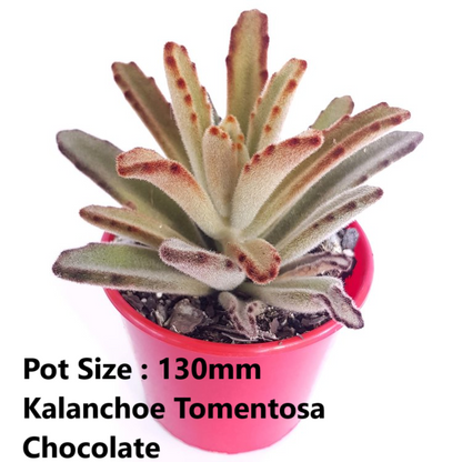 Kalanchoe Buster Pack