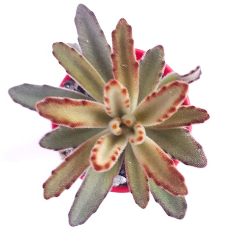 Kalanchoe Tomentosa Chocolate