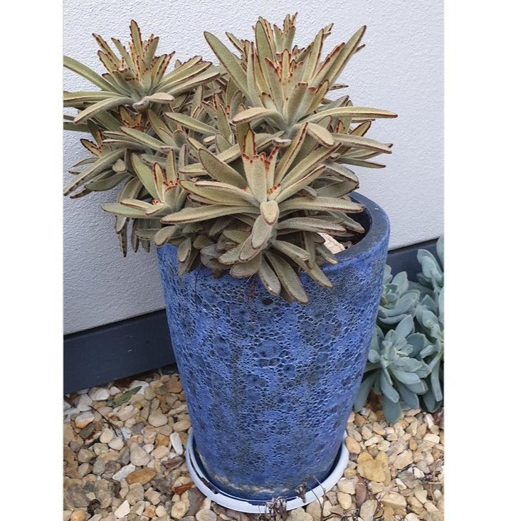 Kalanchoe Tomentosa Chocolate