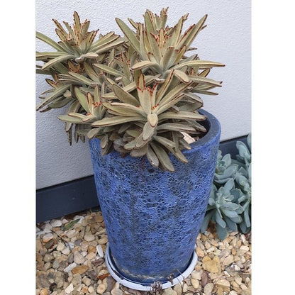 Kalanchoe Tomentosa Chocolate