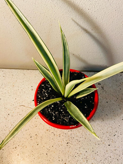 Sansevieria Parva  130mm My Store