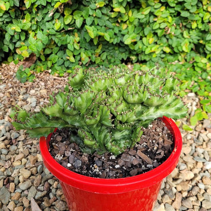 Euphorbia Lactea Crested