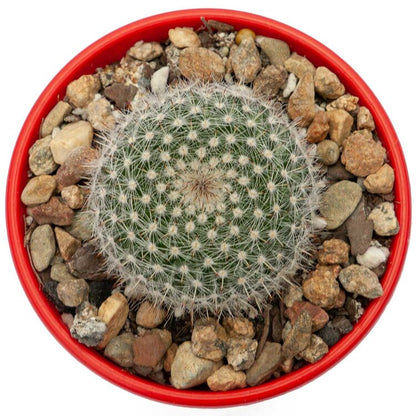 Cacti - Mammillaria Hahniana - Old Lady Cactus