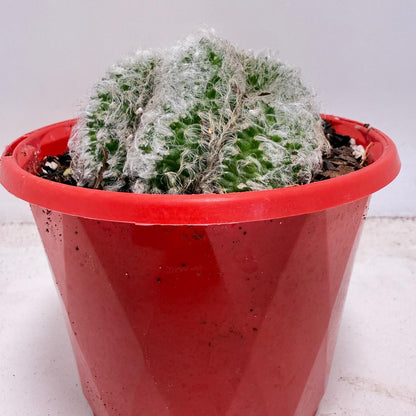 Mammillaria recteaculeata f. cristata – Unique Fan-Shaped Crested Cactus|130mm My Store