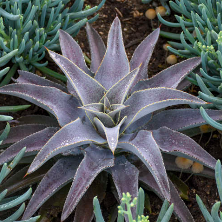 Mangave Purple People Eater – Succulents World