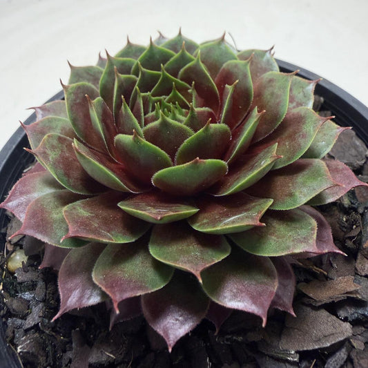 Colourful Hen and Chicks succulent with compact rosette growth.