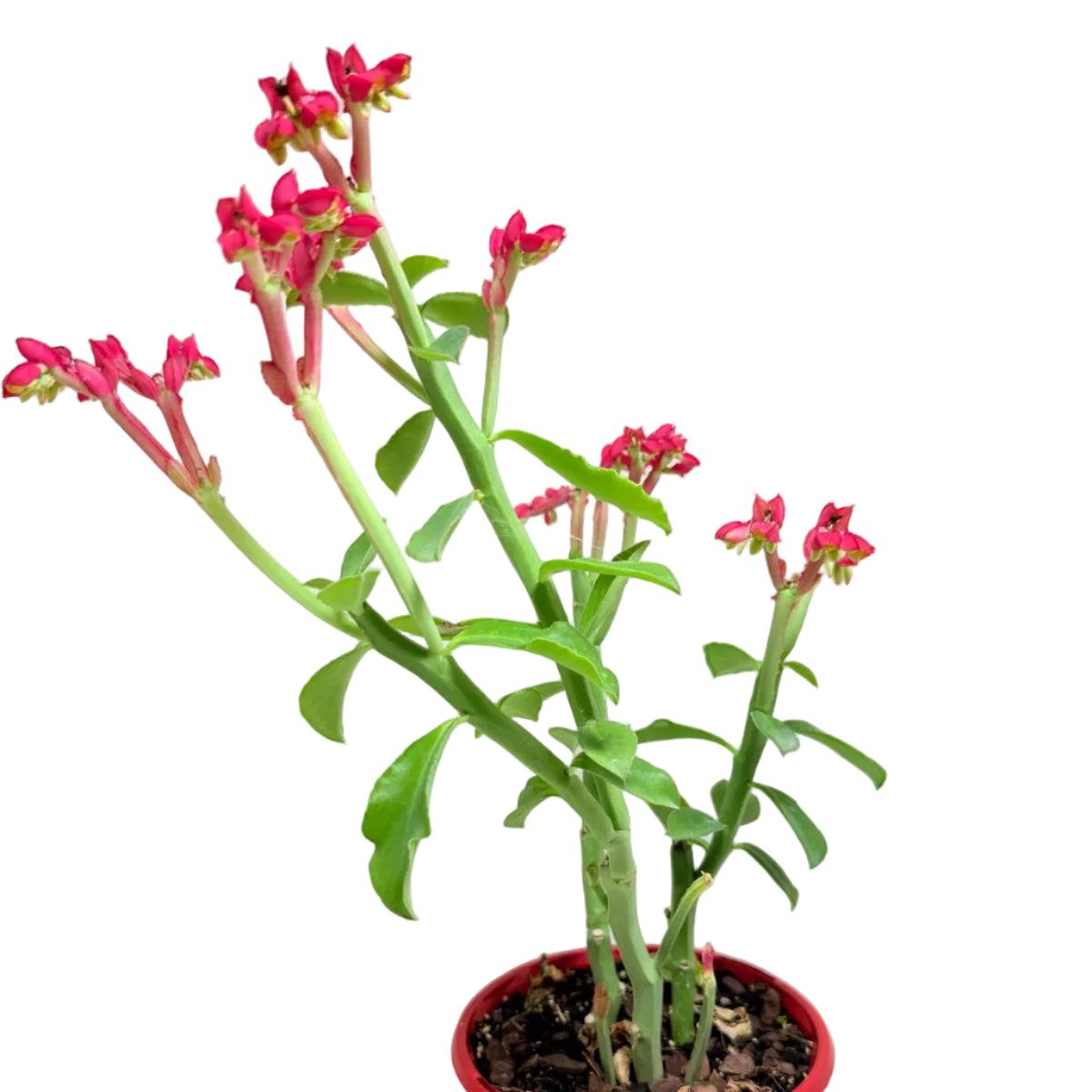 Unique Monadenium coccineum succulent displayed in bright natural light.