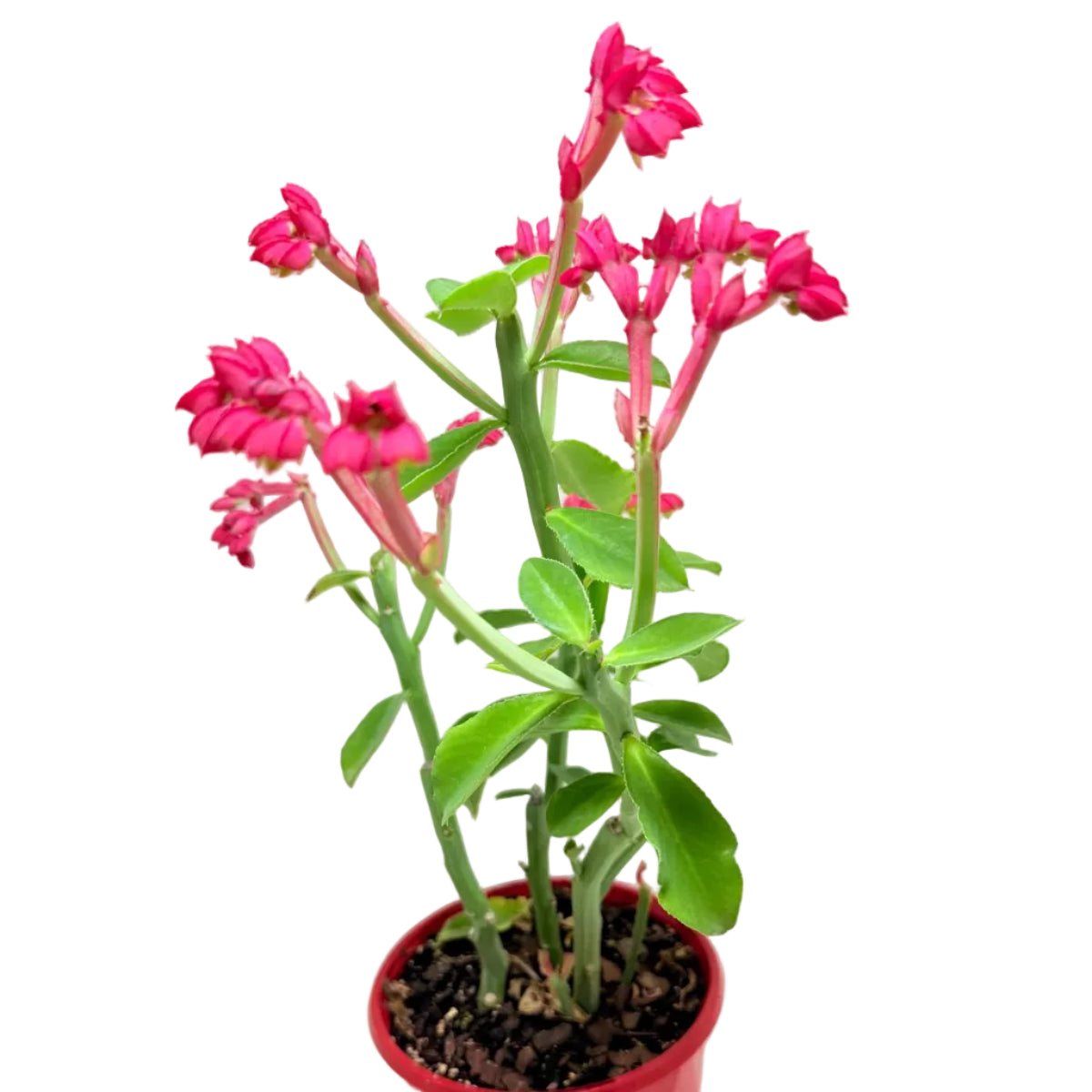 Healthy Monadenium coccineum collector succulent growing in a nursery pot.