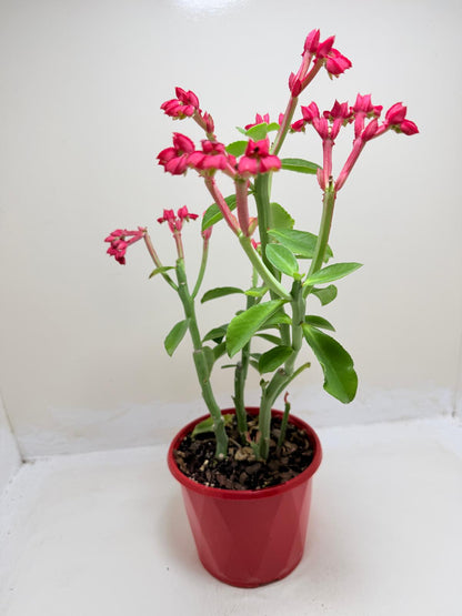 Beautiful Monadenium coccineum suitable for succulent collections.