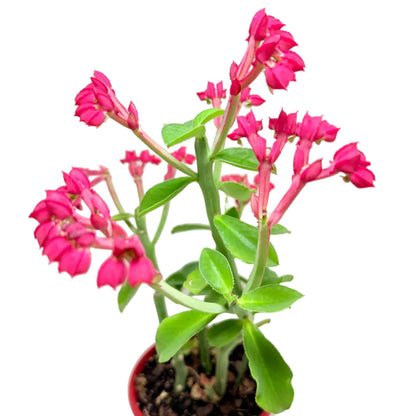 Monadenium coccineum rare succulent with sculptural stems and green foliage.