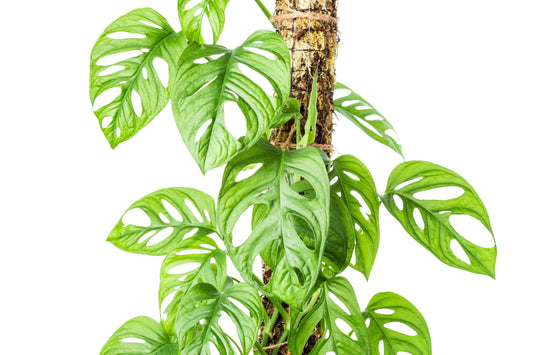 Monstera Adansonii