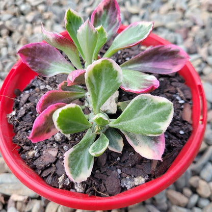 Monadenium Stapeloides Variegated