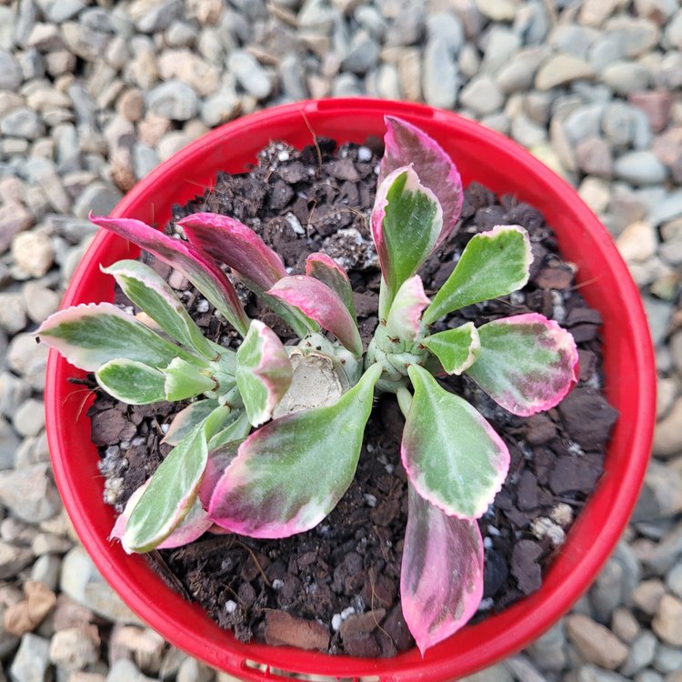 Monadenium Stapeloides Variegated