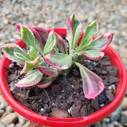 Monadenium Stapeloides Variegated