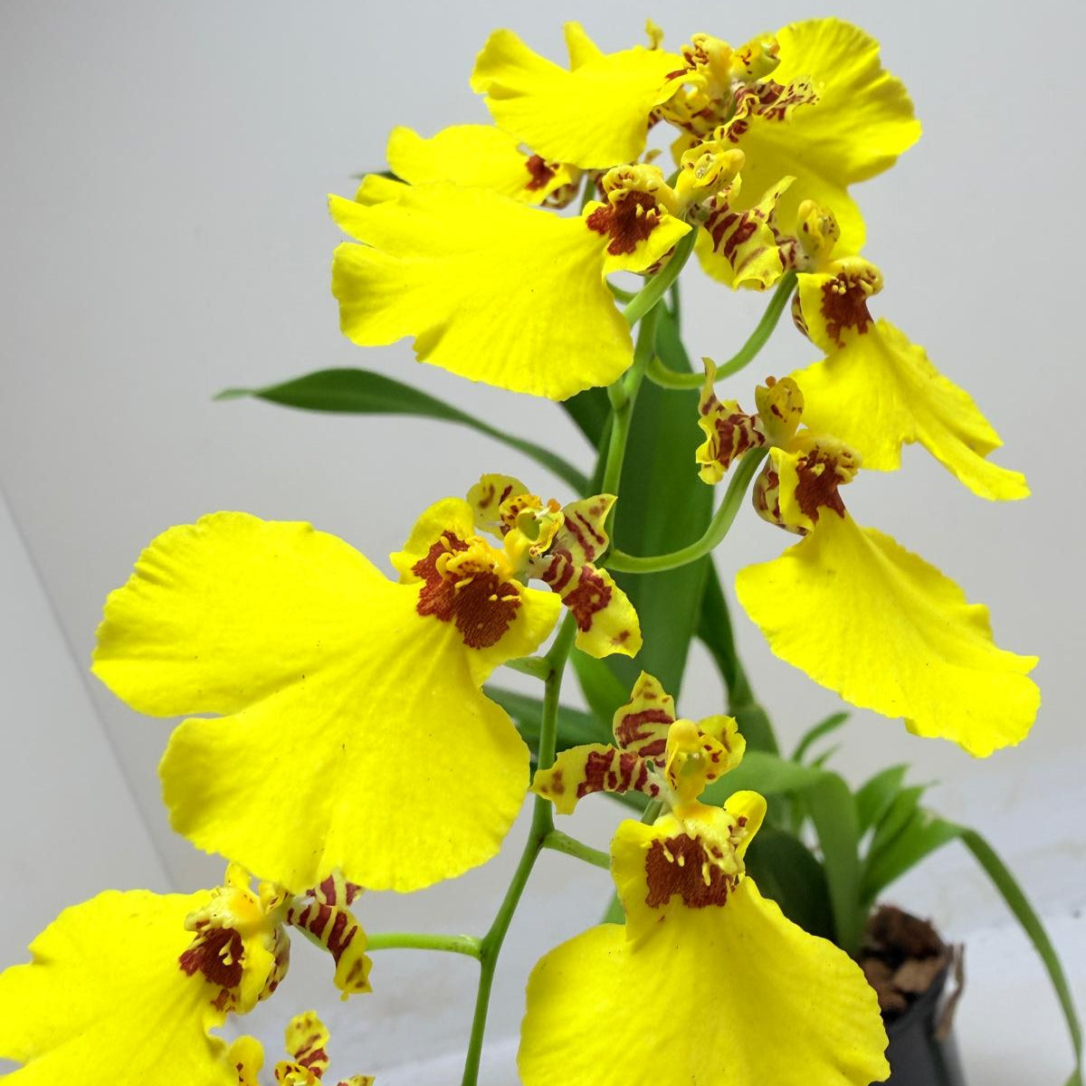 Oncidium Aloha Iwanaga orchid with bright yellow flowers in an 80mm pot.