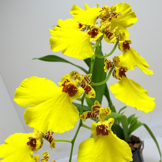 Oncidium Aloha Iwanaga orchid with bright yellow flowers in an 80mm pot.