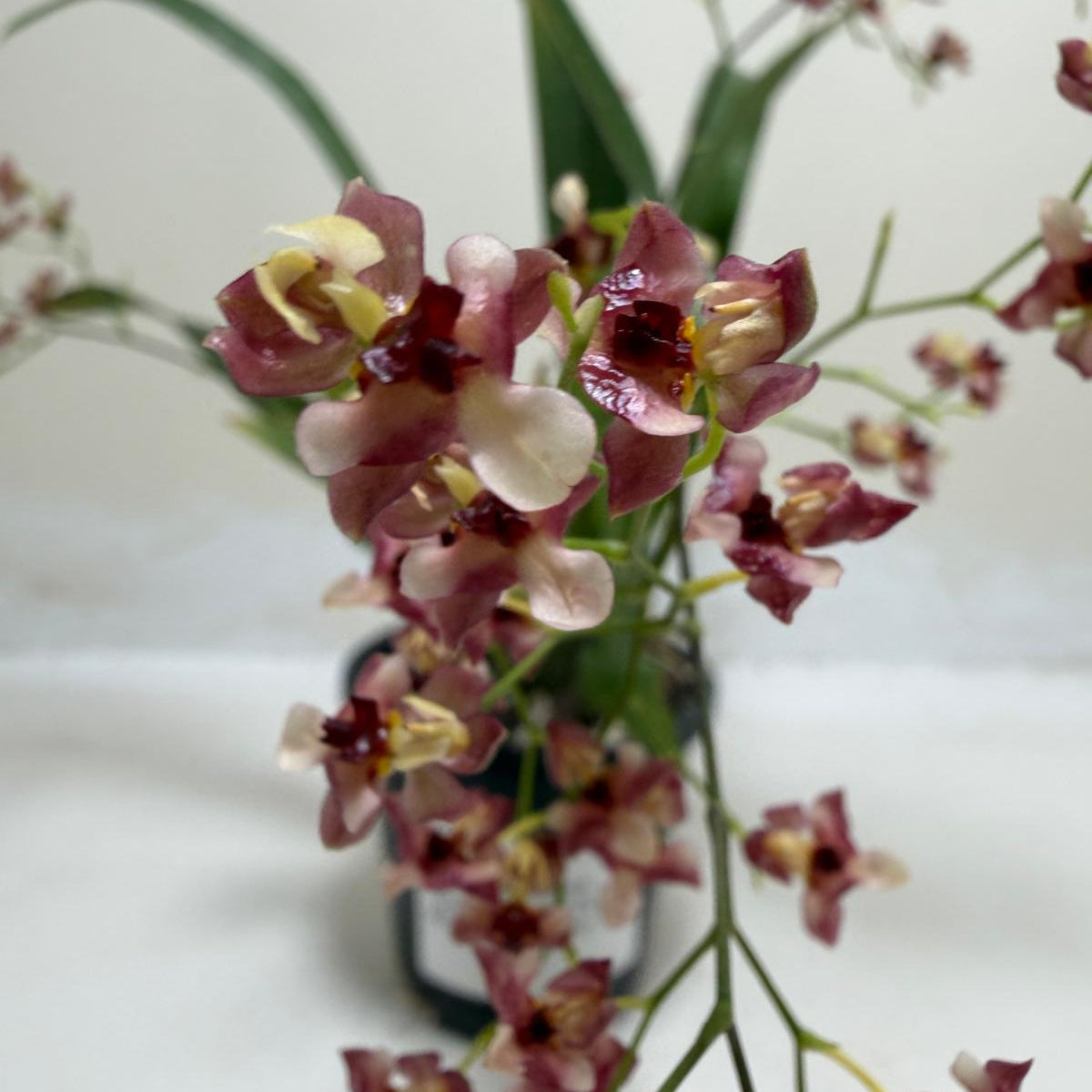 Oncidium Gold Dust WOC Raspberry orchid with vibrant raspberry flowers in an 80mm pot.