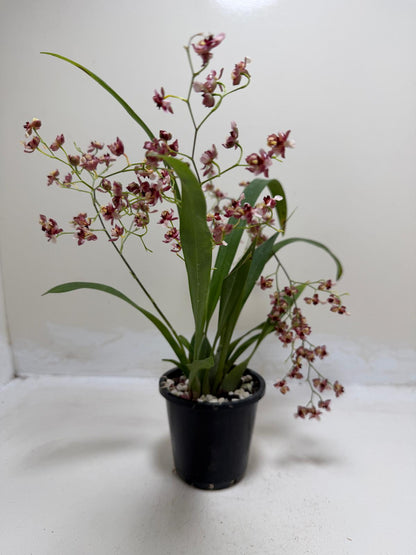 Elegant Oncidium orchid displayed in bright filtered light.