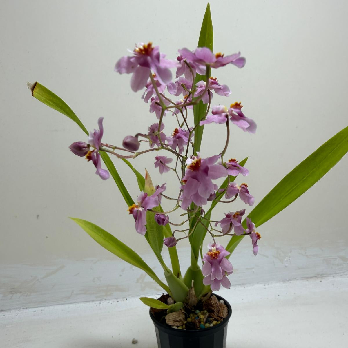 Oncidium Tsiku Marguerite orchid ready for home growing