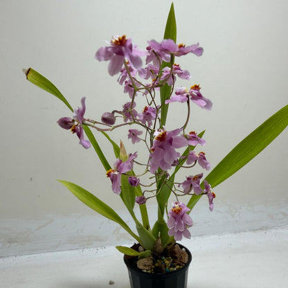Oncidium Tsiku Marguerite orchid ready for home growing