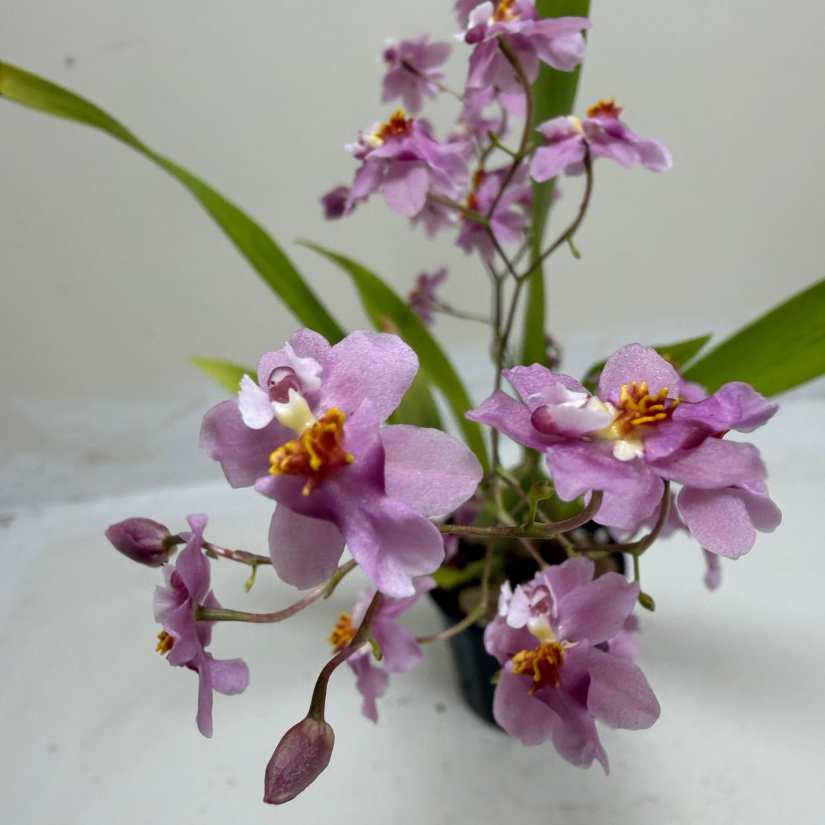 Close-up of Oncidium Tsiku Marguerite orchid blooms