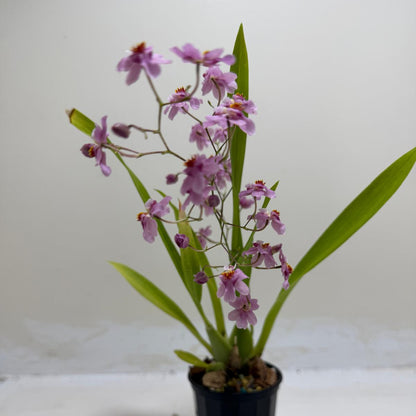 Indoor Oncidium Tsiku Marguerite orchid with vibrant flowers