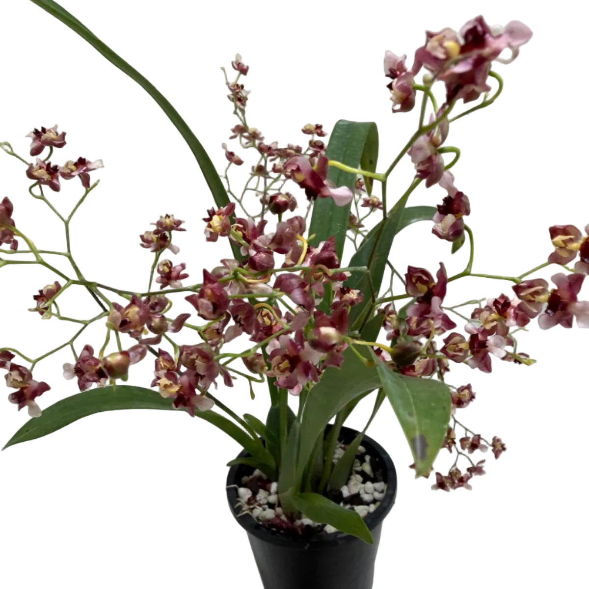 Beautiful flowering Oncidium orchid growing indoors.