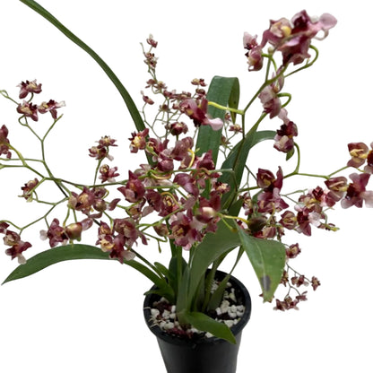 Beautiful flowering Oncidium orchid growing indoors.