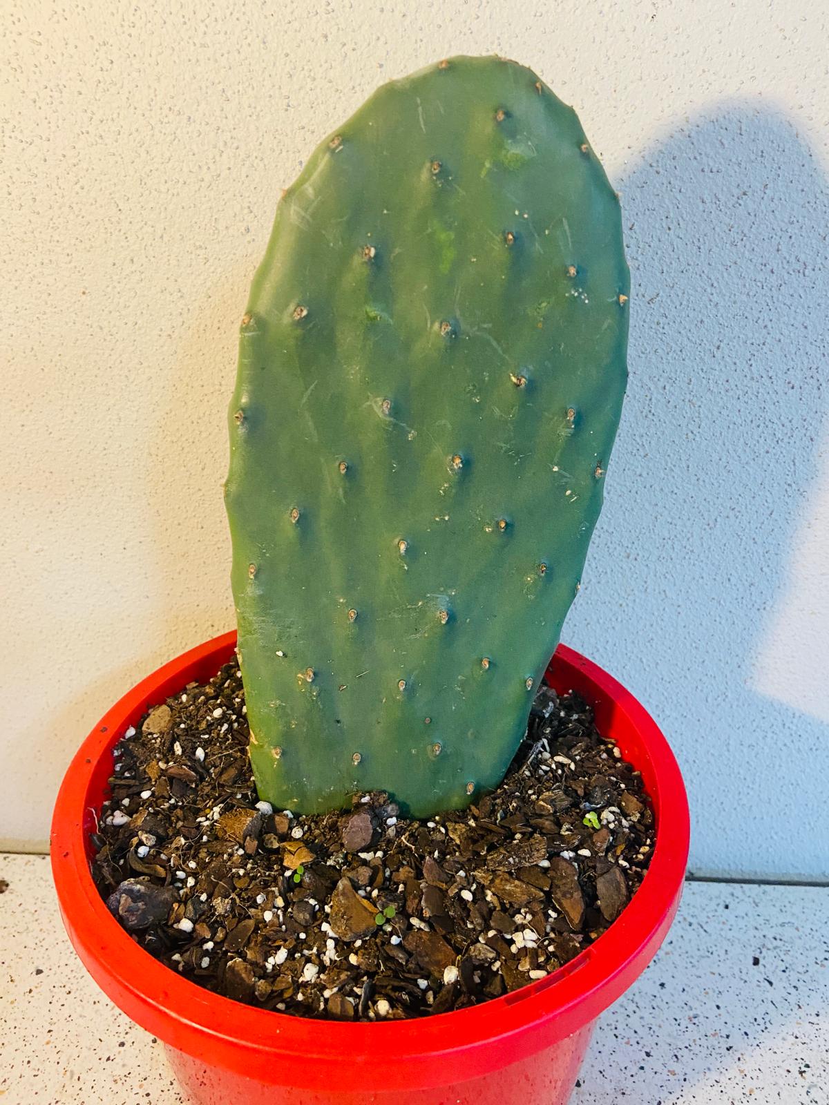 Opuntia Ficus Indica (Prickly Pear Cactus) planted in a sandy soil mix, demonstrating ideal growing conditions for drought resistance.