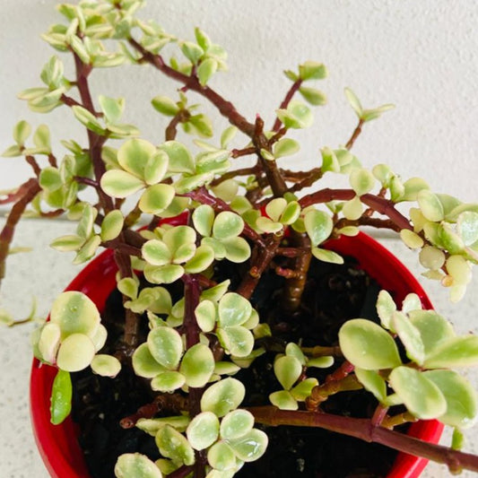 Jade Plant Variegated