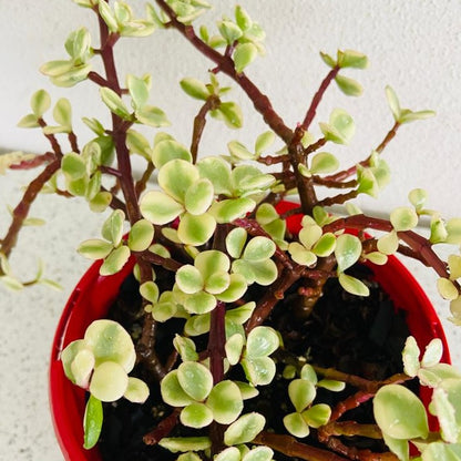 Jade Plant Variegated