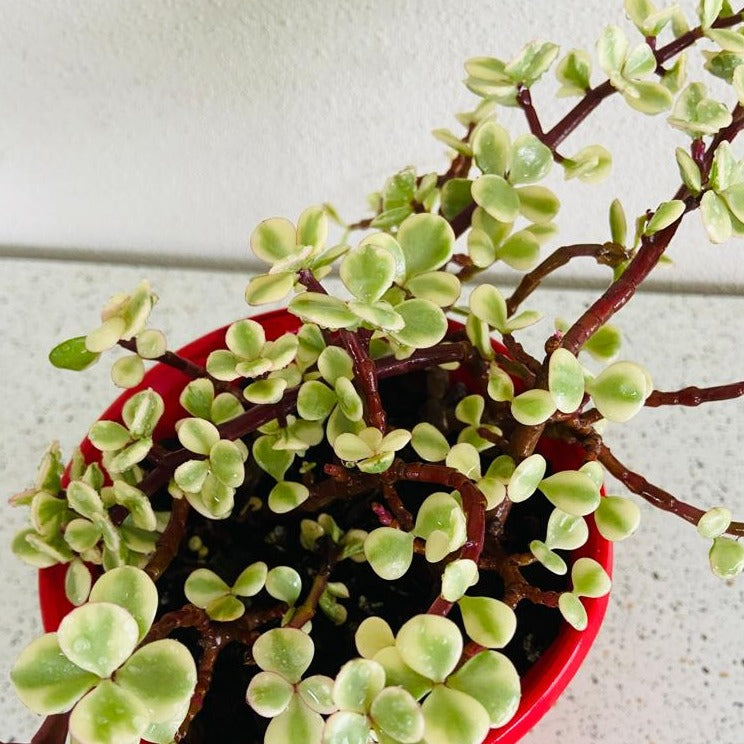 Jade Plant Variegated