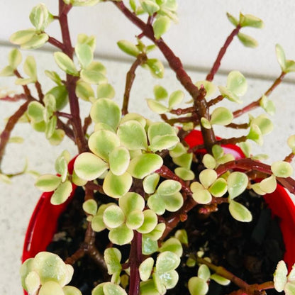 Jade Plant Variegated