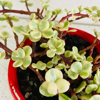 Jade Plant Variegated