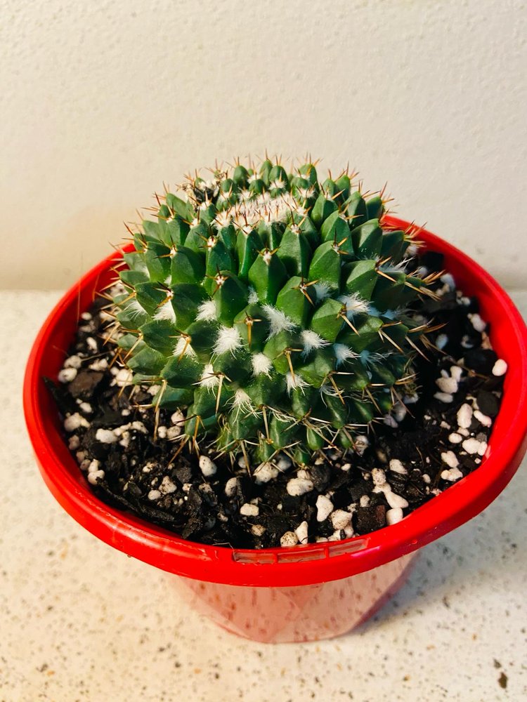 Cacti - Pincushion Cactus Nejapensis