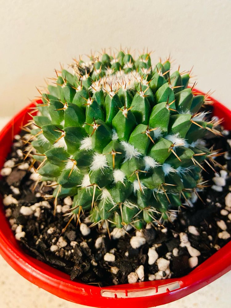 Cacti - Pincushion Cactus Nejapensis