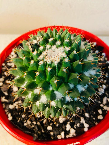 Cacti - Pincushion Cactus Nejapensis