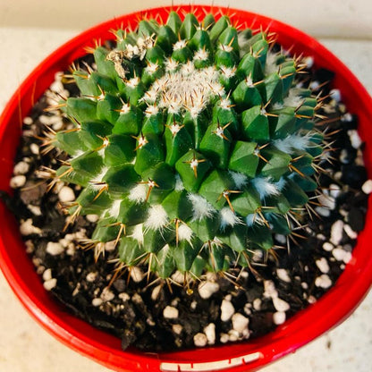 Cacti - Pincushion Cactus Nejapensis